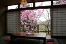 春の訪れを感じさせてくれる【陽光桜】咲き始めました