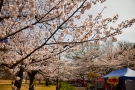【丸亀城】約700本の桜が見頃★4/14まで桜まつり