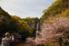 【不動の滝カントリーパーク】50ｍの絶壁から流れ落ちる「不動の滝」と桜のコラボ