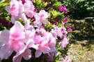桜の抄2階テラス【大門華観ノ庭】初夏の訪れを感じさせてくれるツツジが見頃を迎えています。