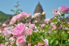 【レオマリゾート】中四国最大級約10万本のバラの祭典「大バラまつり」5/6より開催！