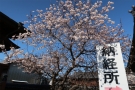 「総本山善通寺」涅槃桜が甘い香りを漂わせ見頃を迎えています