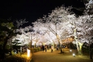 【特別名勝　栗林公園】3月29日～4月7日★「春のライトアップ」開催中！