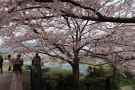 「善通寺五岳の里　市民集いの丘公園」桜やネモフィラが見頃♪