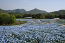 桜の抄ご宿泊者様へ贈る花便り！GWはまんのう公園で感動の春の花々に出会う旅🌷