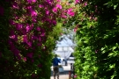 「桜の抄からドライブ約45分♪ 仏生山公園の“ツツジのトンネル”で春さんぽ」