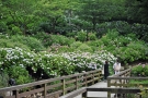 【6/7～開催】四国最大級のあじさい名所へ♪ 色とりどりの絶景＆温泉旅を満喫！🌸