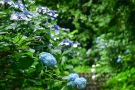 あじさい彩る初夏の参道へ─粟井神社で心ほどけるひとときを