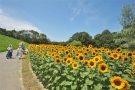 🚙四国の夏を満喫！✨明日7月19日から「まんのう公園サマーフェスタ」開催🌻