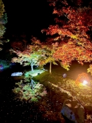 【香川用水記念公園】秋夜にきらめく紅葉ライトアップ🍁～秋の絶景旅～