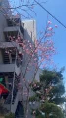 湯上がりにほっと一息🌸陽光桜が咲き始めました♪