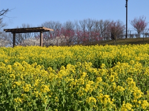 Spring Flower Festa at Sanuki Manno Park in 2020