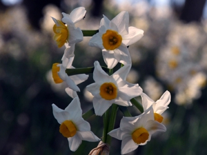 Spring Flower Festa at Sanuki Manno Park in 2020