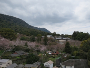 Sakura trees are blossoming by the way to Konpirasan~
