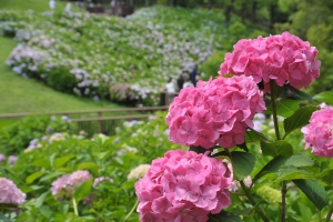 在滿濃公園的「紫陽花祭」中享受初夏🌿 感受到五彩繽紛的花景讓人陶醉