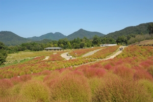 「在滿濃公園享受秋天的彩色散步🍁 被掃帚草和波斯菊包圍的假日」
